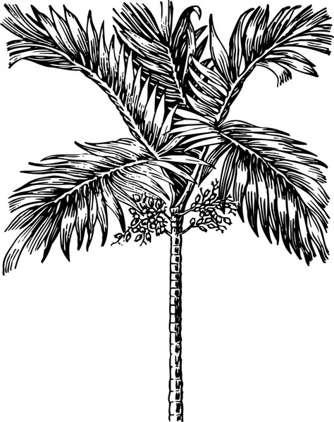 ベクターのヤシの葉のデッサン 手描きの黒いラインアート — ストックベクタ