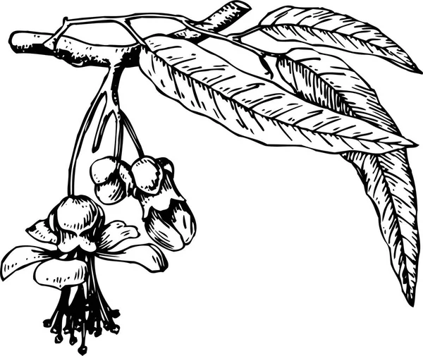 Ilustração Vetor Preto Branco Planta Bonita Com Folhas — Vetor de Stock