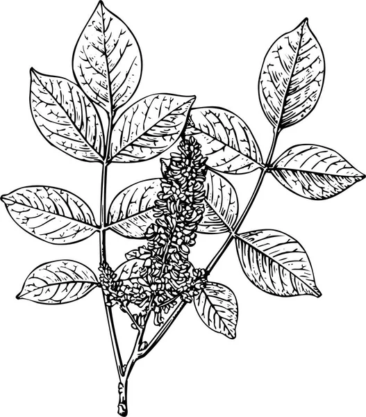 Illustration Schwarz Weißer Handgezeichneter Blätter Und Blüten — Stockvektor
