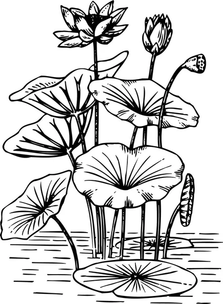 Vektorová Ilustrace Květin Listů — Stockový vektor