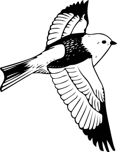 Svart Och Vit Fågel Vektor Illustration — Stock vektor