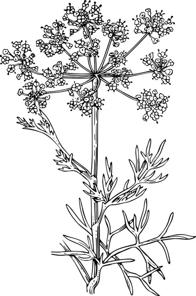 Векторный Ручной Рисунок Цветка — стоковый вектор