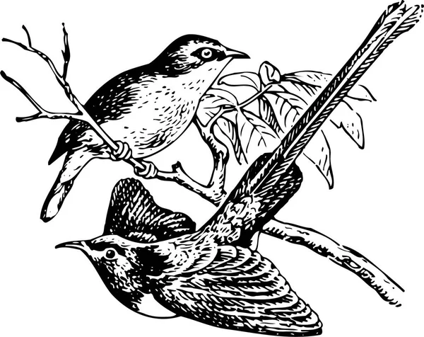 Desenho Vetor Pássaros Ramo — Vetor de Stock