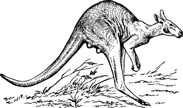 Kanguru Çiziminin Vektör Çizimi — Stok Vektör