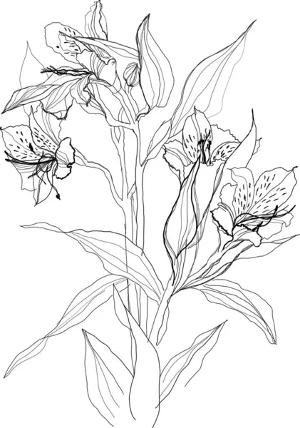 Цветки Векторной Орхидеи — стоковый вектор