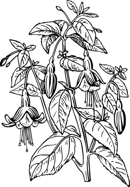 Векторна Чорно Біла Ілюстрація Квітів — стоковий вектор