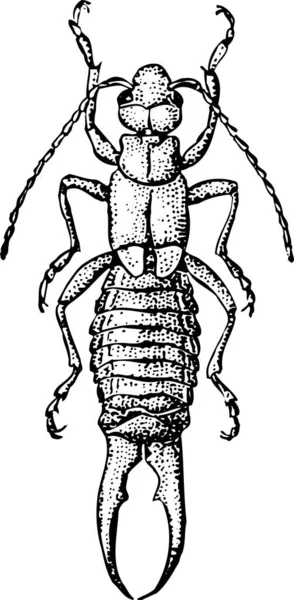 Schwarz Weiße Abbildung Des Käfers — Stockvektor