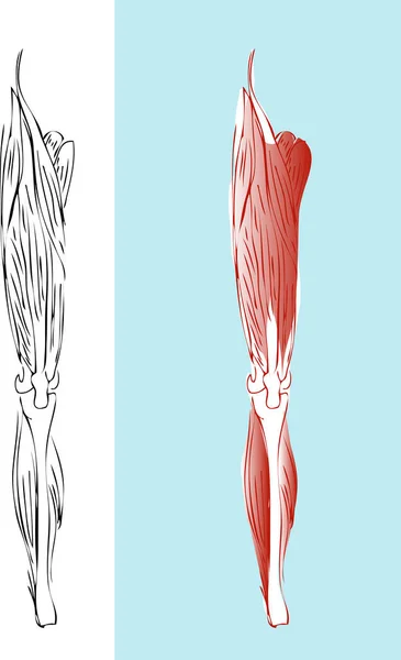 Anatomía Humana Anatomía Los Músculos Los Músculos Humanos — Vector de stock