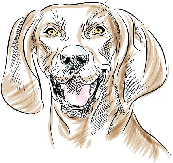 Ein Bild Des Gesichts Eines Rotknochen Coonhound Hundes — Stockvektor