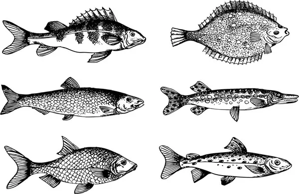 Desenho Vetorial Ilustração Peixes — Vetor de Stock