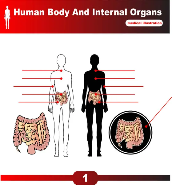 Human Internal Organs Anatomy Vector Simple Design — Stock Vector