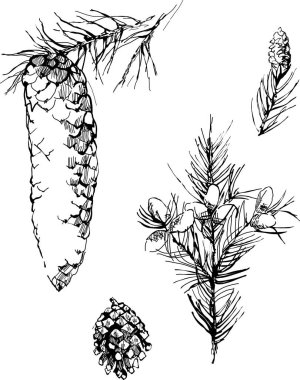 Çam kozalağının el çizimi