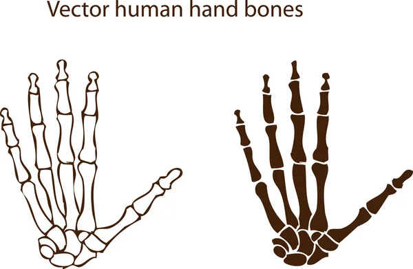 Vektor Illusztrációja Emberi Kéz Emberi Csontváz — Stock Vector
