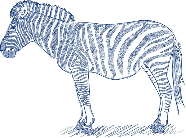 Vektorové Pero Náčrt Zebra Modrým Inkoustem — Stockový vektor