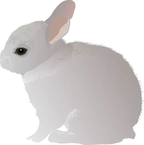 Cute Rabbit Vector Illustration — Stock Vector