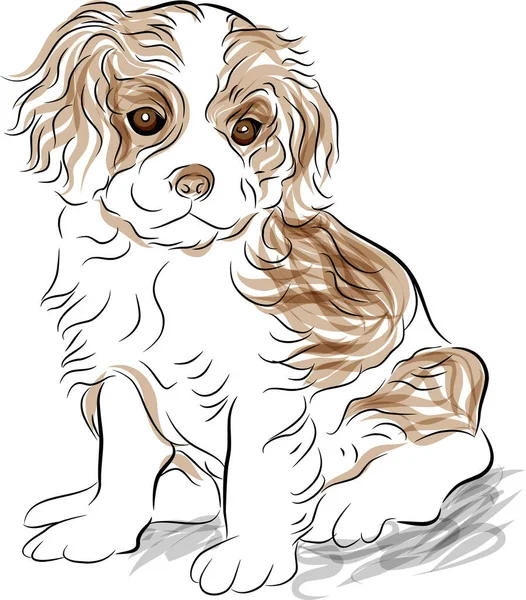 ポーズされた騎兵王チャールズ スパニエルの子犬の犬の画像 — ストックベクタ