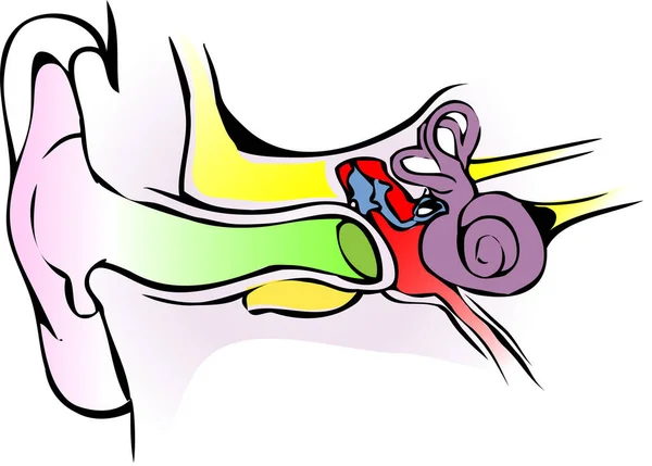 人間の耳の解剖学的ベクトル — ストックベクタ