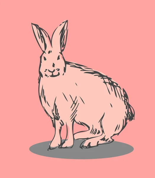 Conejo Dibujo Vectorial Ilustración — Vector de stock