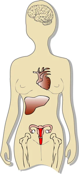 Anatomie Des Organes Humains Avec Organes Internes — Image vectorielle