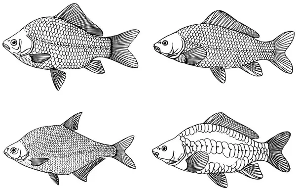 Reihe Von Meeresfischen — Stockvektor