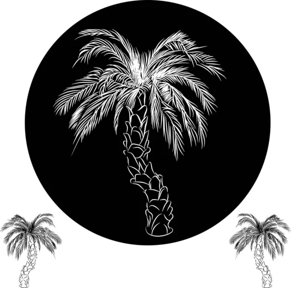Vector Illustratie Van Palmboom — Stockvector