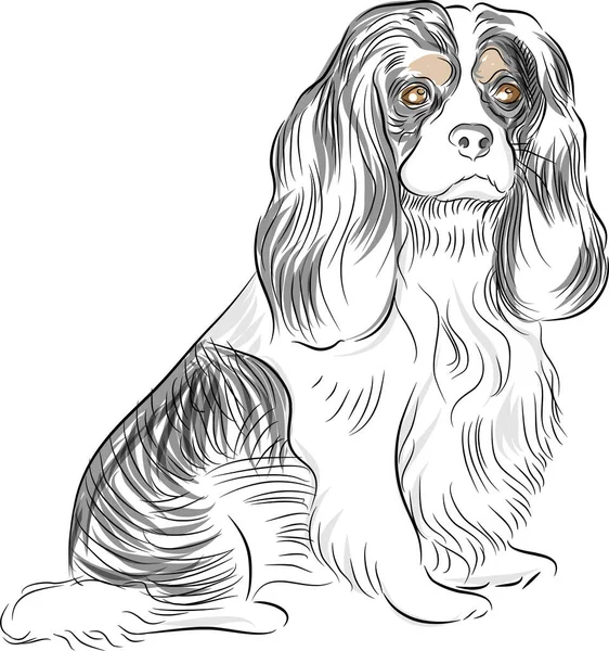 Bild Eines Cavalier King Charles Spaniel Hundes Zeichnung — Stockvektor