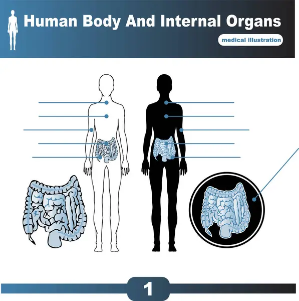 人体と臓器ベクターのイラスト — ストックベクタ