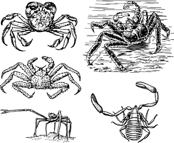 Grupo Animales Dibujo Vectorial Dibujado Mano — Archivo Imágenes Vectoriales