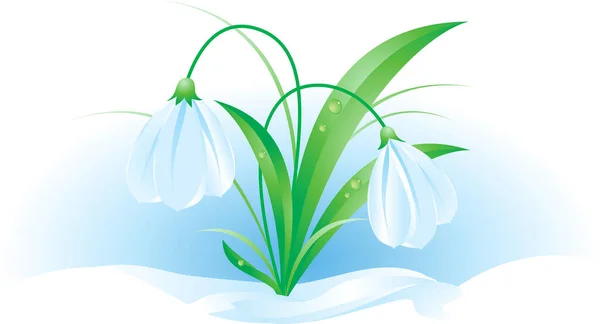 white snowdrop flowers on white background illustration