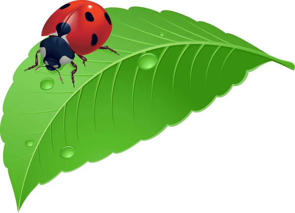 Ladybug Leaf Vector Simple Design — Διανυσματικό Αρχείο