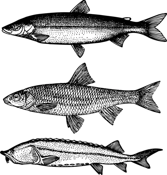 Vektor Illustration Von Fisch Set — Stockvektor