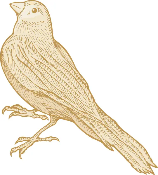 Illustrazione Vettoriale Uccello Disegnato Mano — Vettoriale Stock