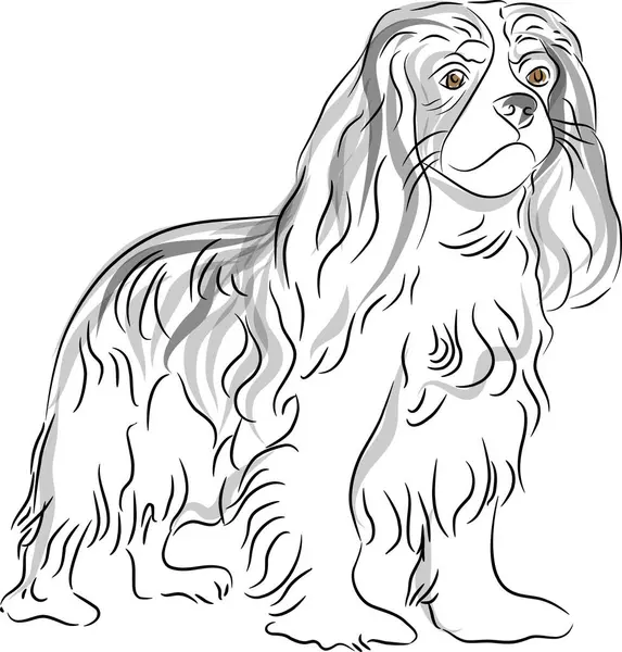 Bild Cavalier King Charles Spaniel Hund Ritning — Stock vektor
