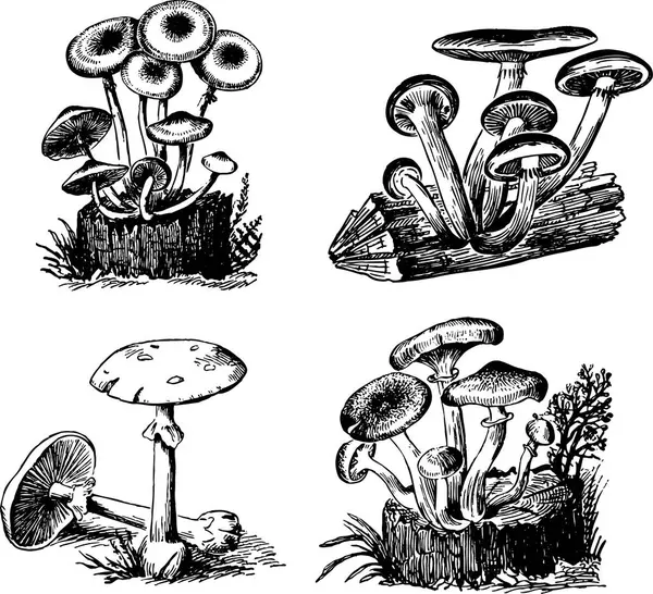 Cogumelos Prontos Ilustração Vetorial — Vetor de Stock