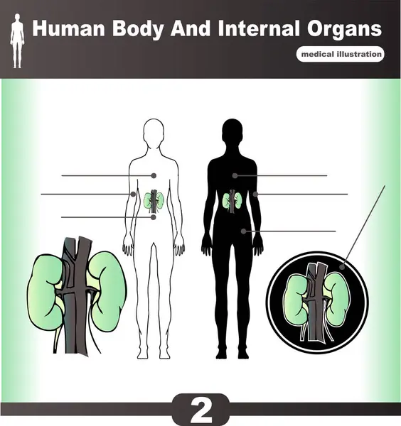 Menselijk Lichaam Organen Anatomie Vector Illustratie — Stockvector