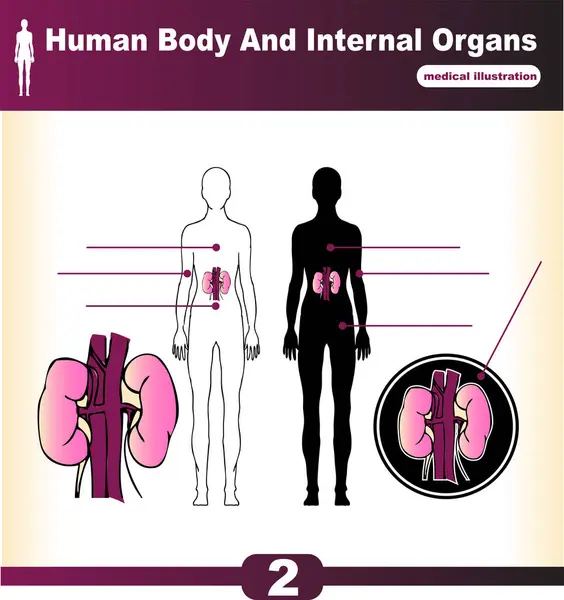 Innere Organe Des Menschlichen Körpers — Stockvektor