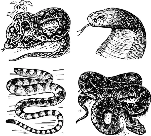 蛇的手工绘图集 — 图库矢量图片