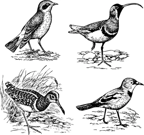 Vektor Hånd Tegning Fugler – stockvektor