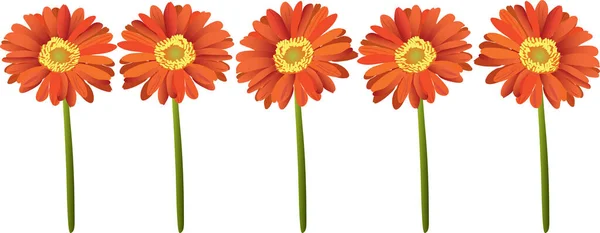 Orange Gerbera Blommor Vit Bakgrund — Stock vektor