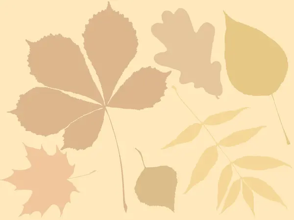 Set Mit Verschiedenen Blättern Vektorillustration — Stockvektor