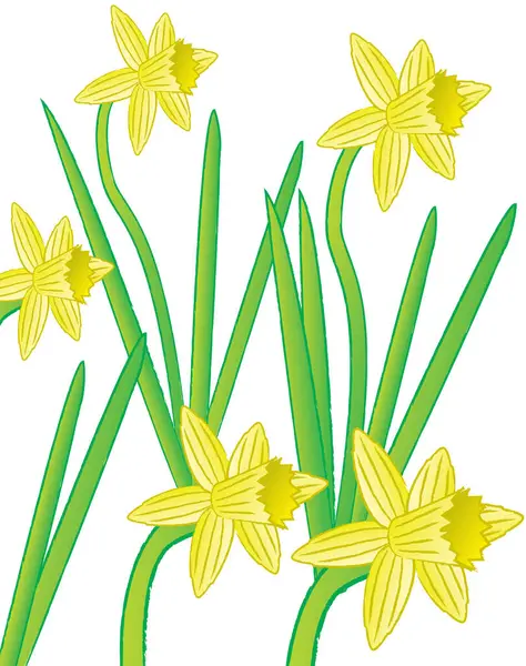 stock vector vector yellow narcissus flowers on a white background