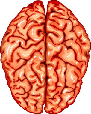 Beyin simgesi, vektör illüstrasyonu.