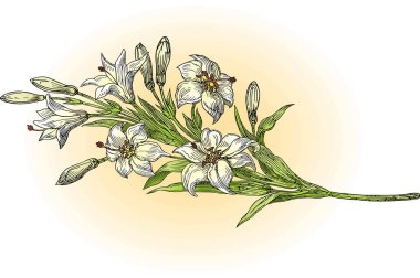 Beyaz arkaplanı olan bir çiçeğin vektör çizimi