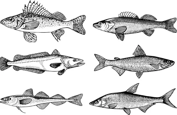 Set Fish Sketches Vector Illustration — Stock Vector