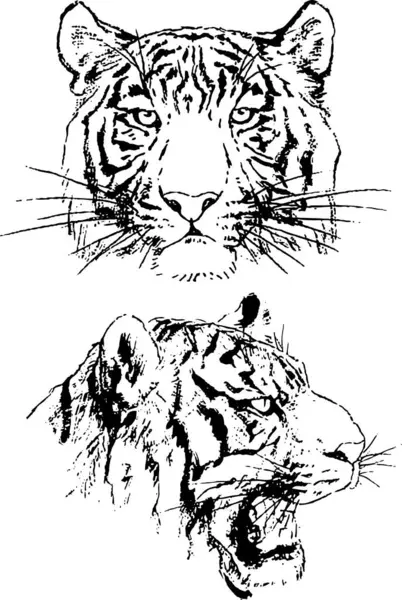 Vector Drawings Sketch Tigers Drawn Ink Hand Objects Background — Stock Vector