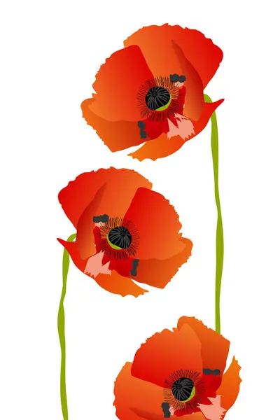 Red Poppies Isolated White Background — Stock Vector