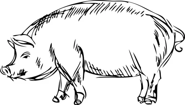 Cerdo Blanco Negro Ilustración Vectorial — Vector de stock