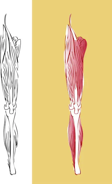 Vector Illustration Leg Body Beautiful Pattern — Stock Vector