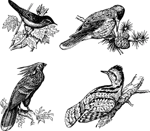 Набор Различных Птиц — стоковый вектор