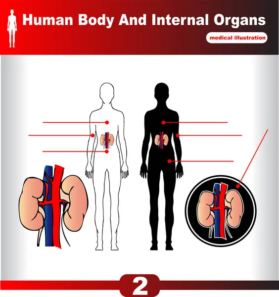 Ilustrace Anatomie Lidského Těla — Stockový vektor